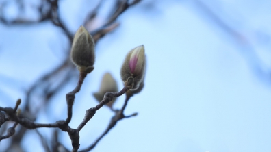 2019,春天的脚步