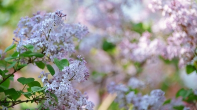 2019春,丁香花开
