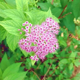 但得蜜成甘众口，一身虽苦又何妨