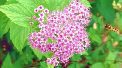 但得蜜成甘众口,一身虽苦又何妨